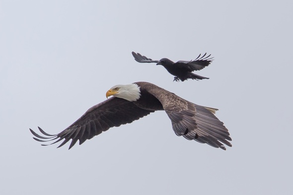 Eagle With Crow Flying