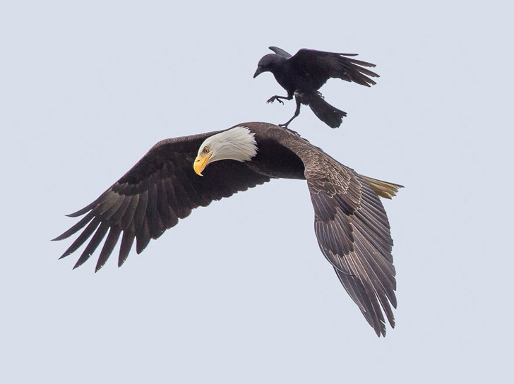 Eagle With Crow Photo