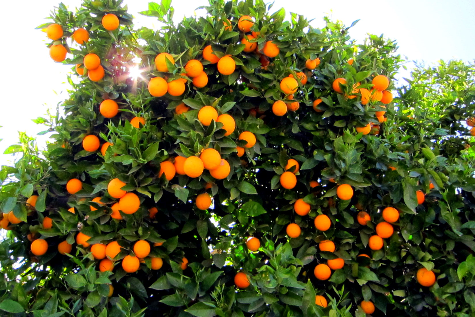 Page Orange Tree