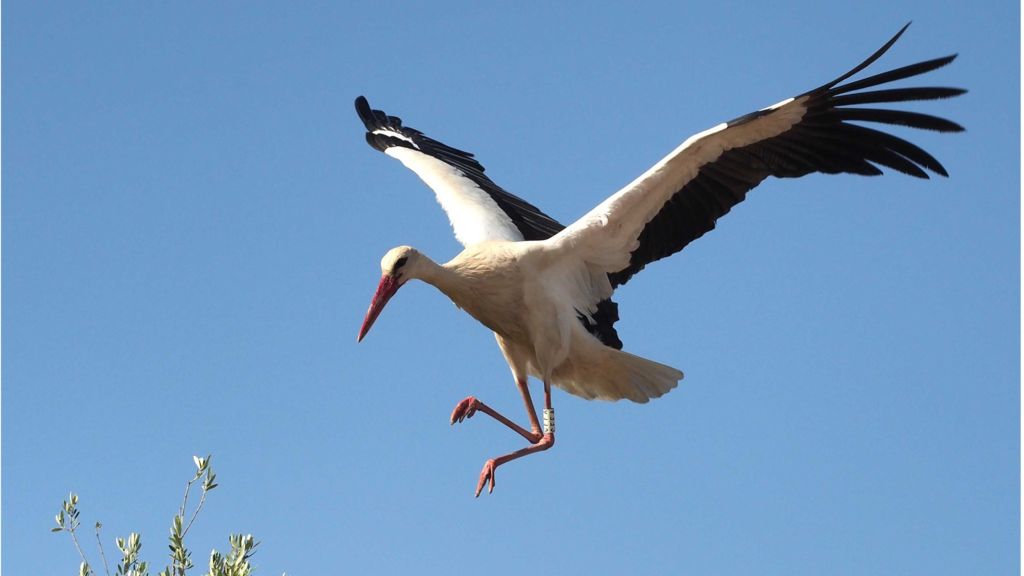 Stork Flying Pictures