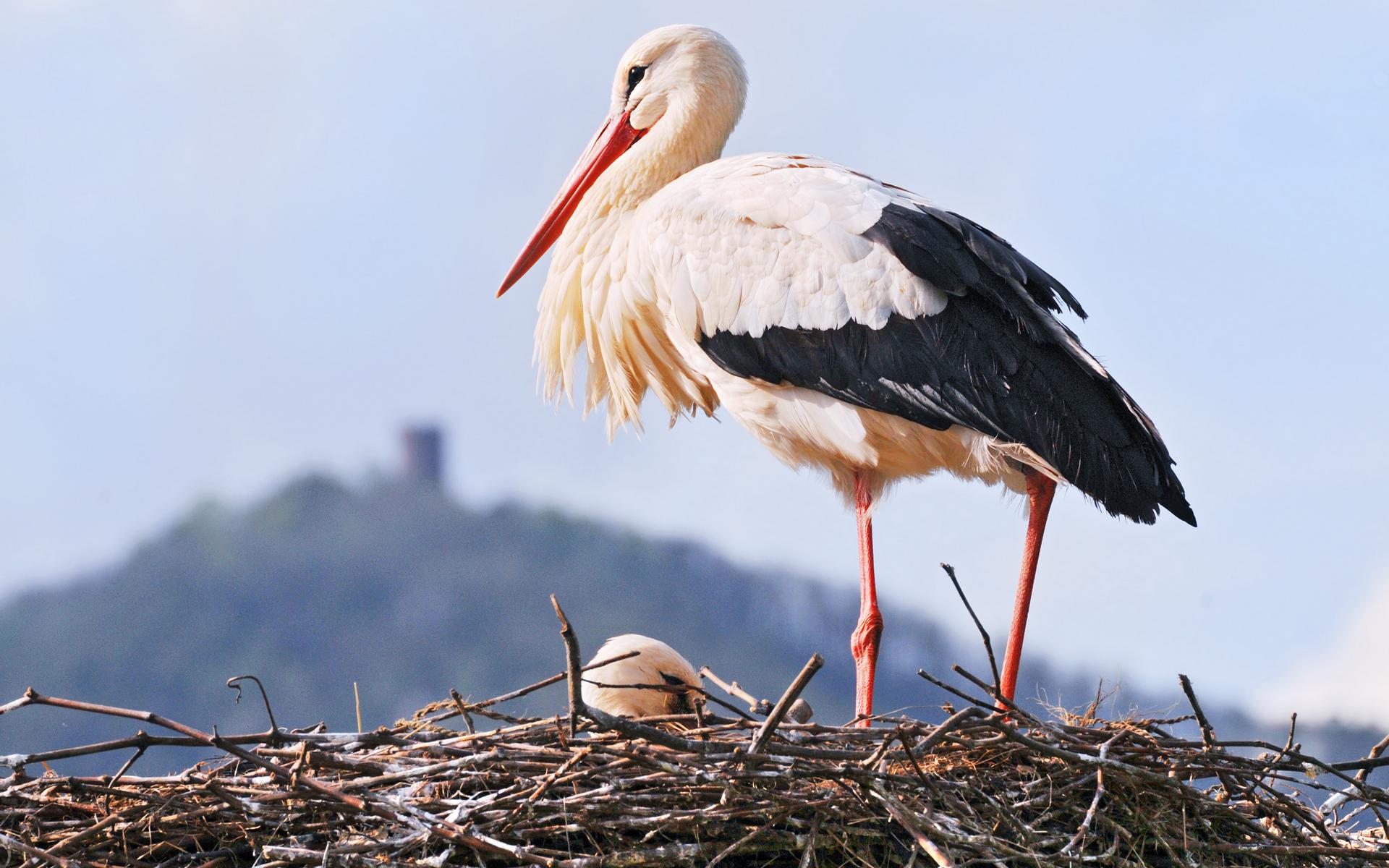 Stork Pictures