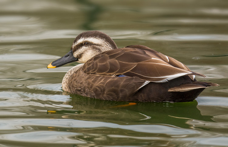 Male Spot Billed Duck Pictures