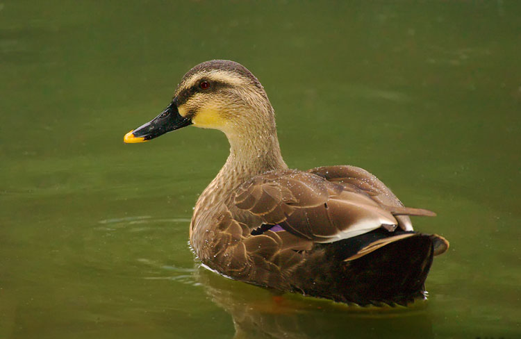 Spot Billed Duck Cute Images