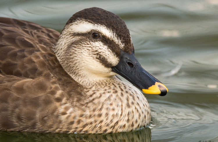 Spot Billed Duck Face Wallpapers