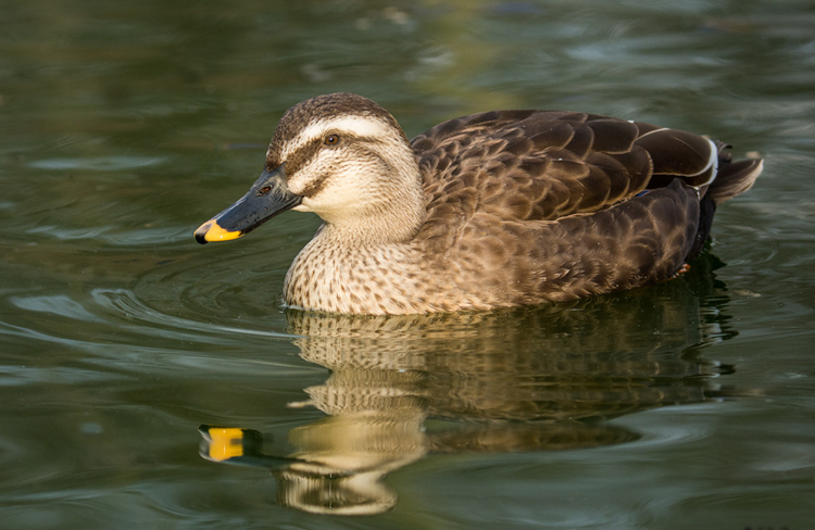 Spot Billed Duck Female Pictures