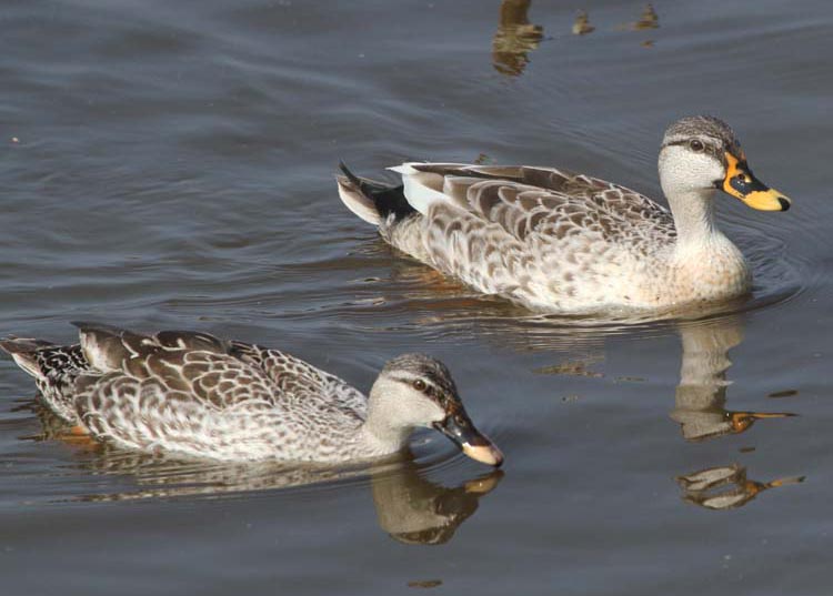 Spot Billed Duck Pair Photos