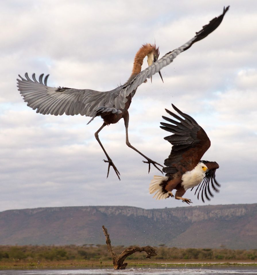 Goliath Heron Fight Photos