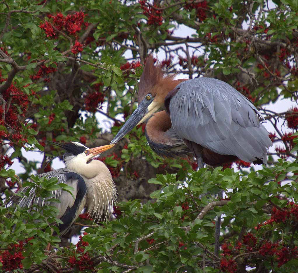 Goliath Heron Pair Photos