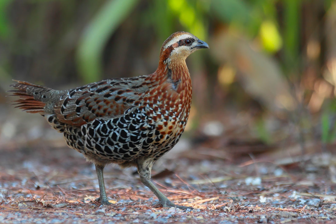 Mountain Bamboo Partridge Birds Pictures