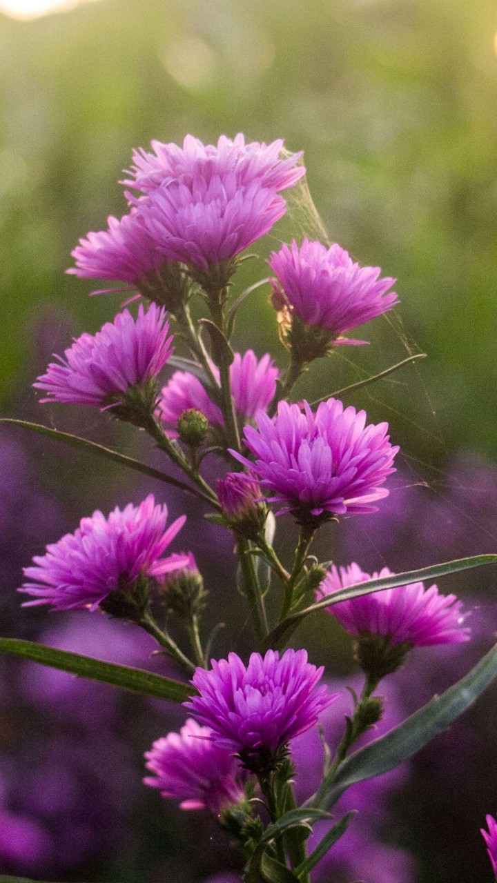 Beautiful Purple Color Flower Pictures